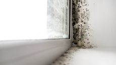 Mold around window